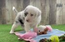 Best Mini Sheepadoodle Baby