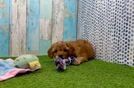 Smart Cavapoo Poodle Mix Pup
