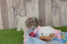 Little Poodle Baby