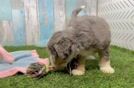 Meet Dianna - our Mini Bernedoodle Puppy Video