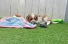 Best Cavapoo Baby