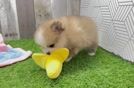 Funny Pomeranian Baby