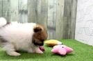 Pomeranian Puppy for Adoption