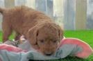 Best Mini Goldendoodle Baby