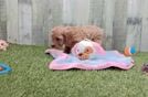 Happy Cavapoo Baby