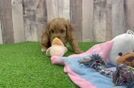 Smart Cavapoo Poodle Mix Pup