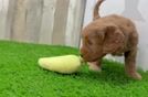 Popular Mini Goldendoodle Poodle Mix Pup