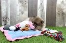 Meet Preston - our Pomeranian Puppy Video