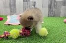 Small Pomeranian Baby