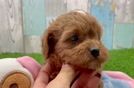 Adorable Cavalier King Charles Spaniel and Poodle Mix Poodle Mix Puppy