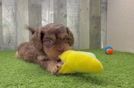 Cavapoo Pup Being Cute