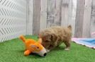 Energetic Pooodle Purebred Puppy