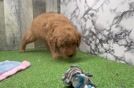 Meet Carhartt - our Mini Goldendoodle Puppy Video