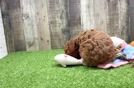 Meet Olivia - our Poodle Puppy Video