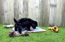 Shih Poo Puppy for Adoption