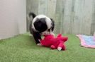 Energetic Aussie Bichon Designer Puppy