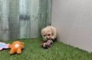 Poodle Puppy for Adoption