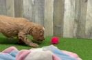 Hypoallergenic Mini Goldiepoo Poodle Mix Puppy