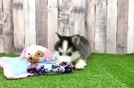 Best Pomsky Baby