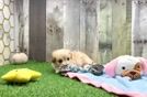 Meet Shaw - our Maltipoo Puppy Video