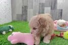 Best Maltipoo Baby