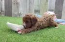 Playful Cavapoodle Poodle Mix Puppy