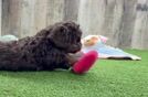 Fluffy Cavapoo Poodle Mix Pup
