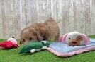 Little Poodle Purebred Pup