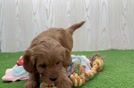 Popular Mini Goldendoodle Poodle Mix Pup