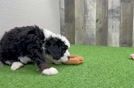 Funny Mini Bernedoodle Poodle Mix Pup