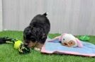 Best Mini Bernedoodle Baby