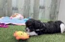 Sweet Shih Poo Baby
