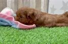 Best Mini Goldendoodle Baby