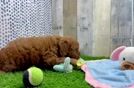 Mini Goldendoodle Puppy for Adoption
