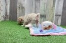 Maltipoo Puppy for Adoption