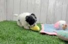 Havachon Puppy for Adoption