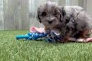 Sweet Shih Poo Baby