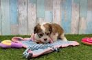 Meet Regina - our Cavachon Puppy Video
