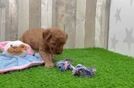 Best Mini Goldendoodle Baby