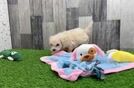 Meet Baby Groot - our Maltipoo Puppy Video