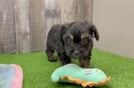 Mini Aussiedoodle Puppy for Adoption