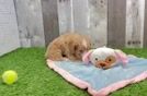 Cavapoo Puppy for Adoption