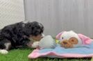 Mini Bernedoodle Puppy for Adoption