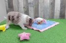 Happy Mini Aussiedoodle Baby