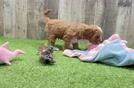 Cute Cavapoo Baby