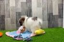 Little Pomeranian Purebred Pup