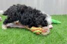 Best Mini Bernedoodle Baby