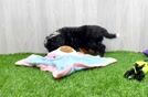 Mini Bernedoodle Puppy for Adoption