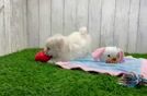 Havachon Puppy for Adoption