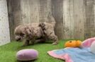 Meet Everdeen - our Mini Goldendoodle Puppy Video